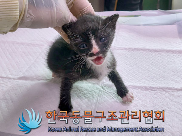 한국동물구조관리협회_411323202300907